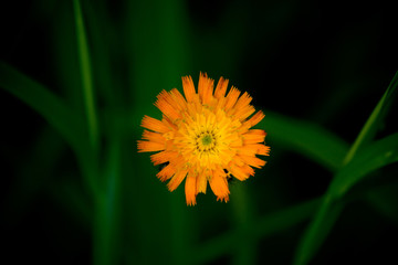 Yellow Orange Wildflower in Maine