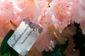 Pink Rhododendron Flowers with Sign