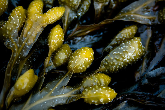 Detail of Seaweed on the Coast of Maine