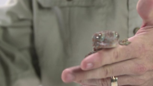Tokay gecko in man hands 