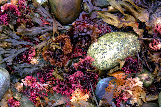Pile of Colorful Seaweed along the Coast of Maine