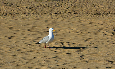 Seagull on a Sandy Beach