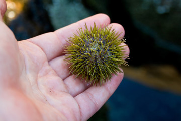 Green Sea Urchin in Person's Hand