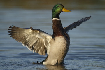 Germano reale maschio