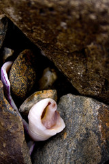 Detail of Shells and Rocks