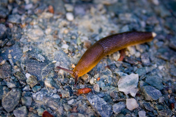 Slug on Ground