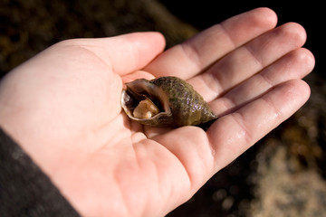 Snail Held in the Palm of a Person's Hand