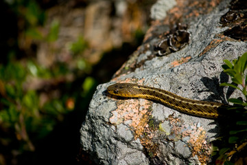 Small Common Garter Snake on Rock