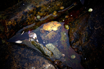 Detail of Crab in Tide Pool