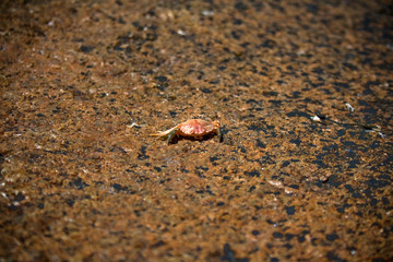 Small Orange Crab on Stone