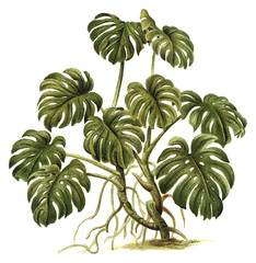 Tropical plant - Philodendron pertusum / Vintage illustration © Hein Nouwens