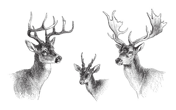 left Common or Virginian Deer (Cervus virginianus), middle Common muntjac (Cervulus Muntjac), right Fallow Deer (Dama vulgaris) / vintage illustration