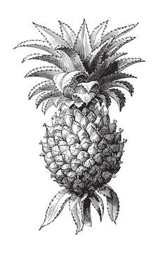 Pineapple (Ananas comosus) / vintage illustration