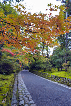 Colourful leaves in Japanese garden in Kyoto during autumn