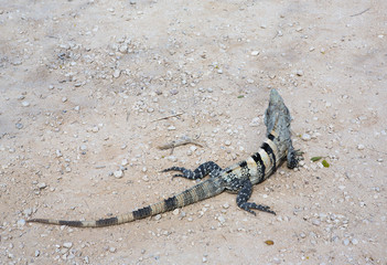 Iguana on the sand.