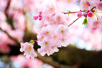 Fototapeta premium Kirschblüten