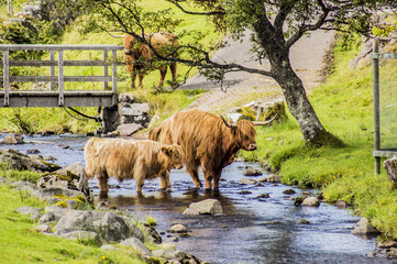 Highland Cattle