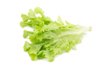 Green oak leaf lettuce isolated on white background.