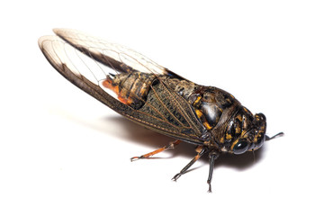 Fototapeta premium Cicada on the white background - perspective view