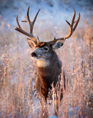 Mule Deer Buck at Sunrise