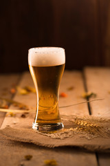 Glass of beer and barley rice on wooden table in Golden Light