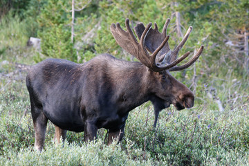 Bull Moose in the Colorado High Country