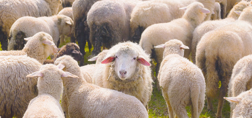 Schaf Schafherde