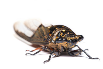 Cicada on the white background - perspective view