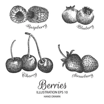Berries hand drawn illustration by ink and pen sketch. Isolated vector design for using in natural or organic fruit product and health care goods.