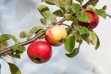 Three apples on apple tree branch.
