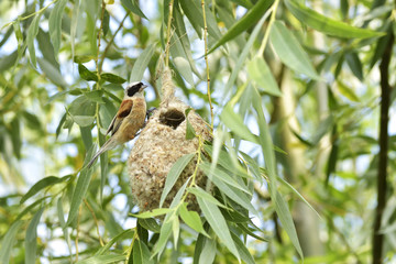 Bird Penduline Tit on a nest