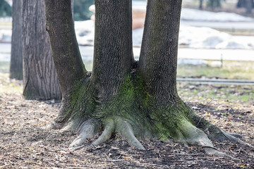 Three old oak trees