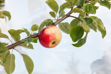 Apple on apple tree branch.