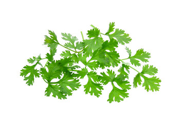 Fresh coriander leaves on white background