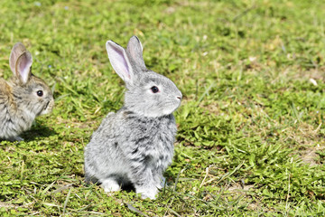 Little rabbits sitting outdoors in spring