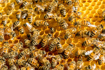 closeup of bees on honeycomb in apiary