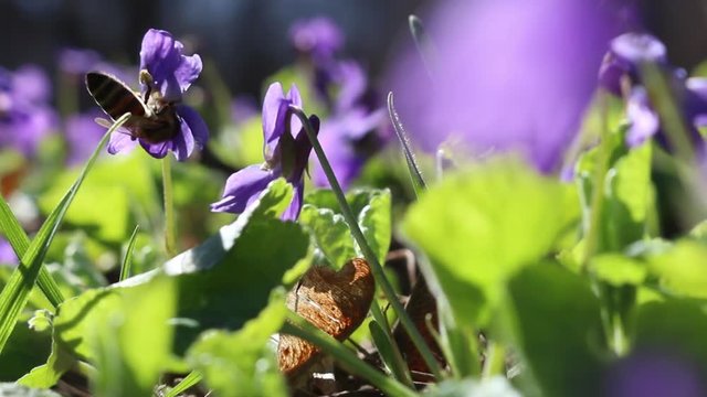 Bee on viola odorata 