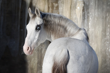 Beautiful grey horse look back on light background isolated