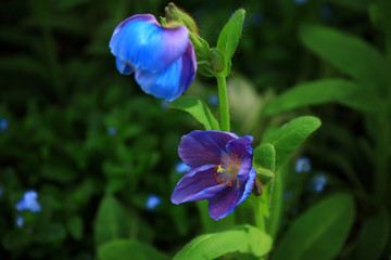 blue poppies