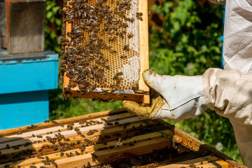  Beekeeper working on his beehives in the garden