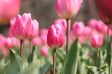 Obraz premium Tulipan