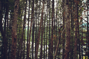 Obraz premium The lake can be seen trough thestands of pines. Pancharevo lake, Bulgari, Sofia