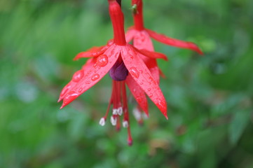 Fuschia
