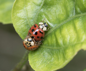 Two mating red, black, and white ladybugs on a green leaf with dark gray background