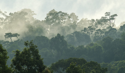 tiefer tropischer Wald, Baldachinbaum und Nebel