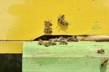 bees in honeycombs
