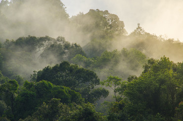 deep tropical forest, canopy tree and fog - 141768505