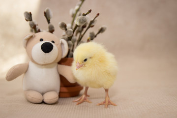 funny chicken stands beside the flower pot on a sunny day, easter