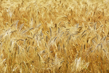 Wheat field
