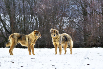 Frosty sheepfold dogs in snow.